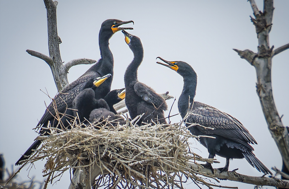 The unfair persecution of the cormorant – Liz White