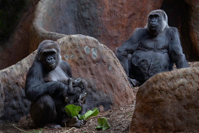 Framing in Zoos and Aquaria – Rob Laidlaw