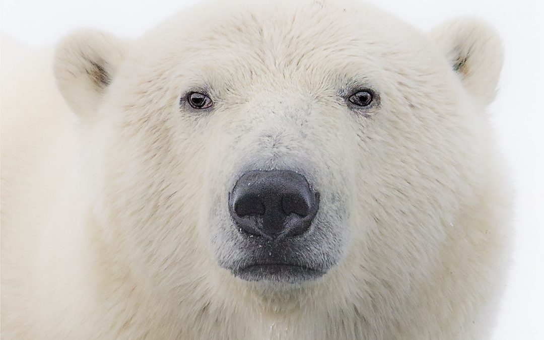 Let’s Keep Polar Bears Where They Belong: In the Wild – Rob Laidlaw