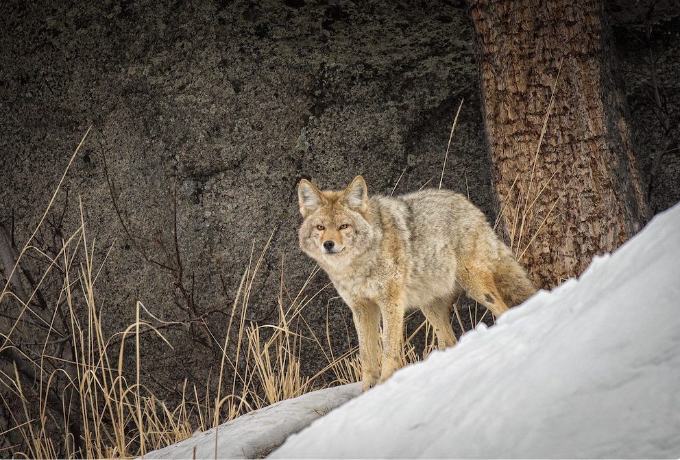 What’s Inside Your Winter Coat? featuring animal rights lawyer Camille Labchuk