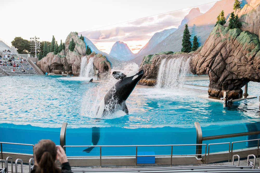 Exploring the ethics of Whale and Dolphin Captivity with marine biologist Dr. Naomi Rose