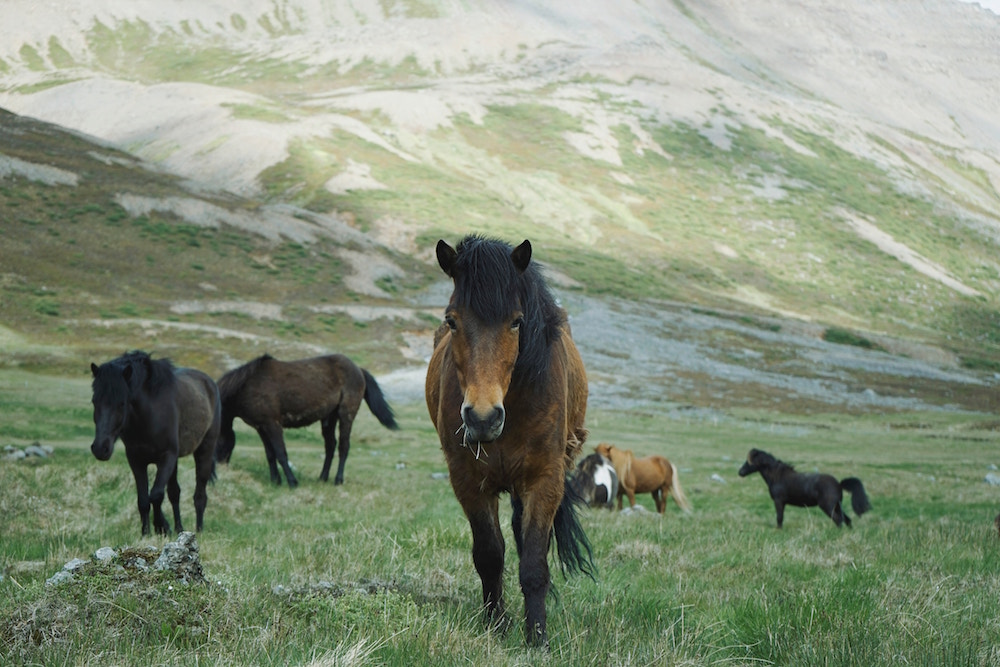 Yes! Canada has Wild Horses! – Julie Woodyer