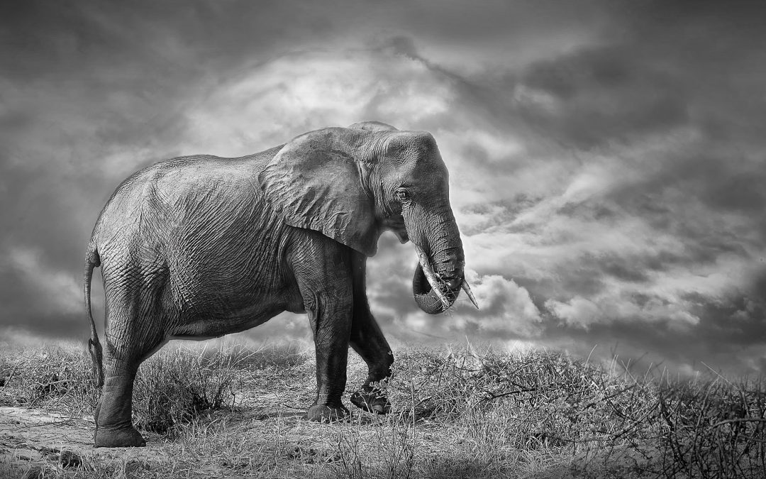 “The aftermath of Bill S-203 : Free Whales vs. Captive Elephants” with Kathryn Sussman and Rob Laidlaw