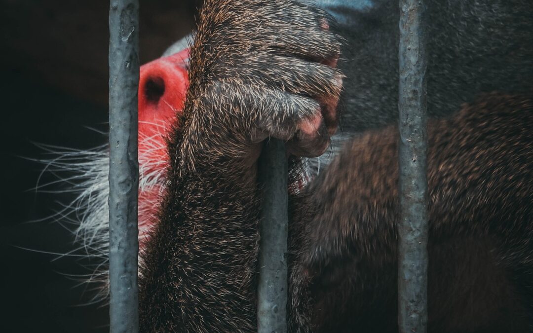 The Ethics of Zoos with associate professors Dr. Andrew Fenton & Dr. Letitia Meynell