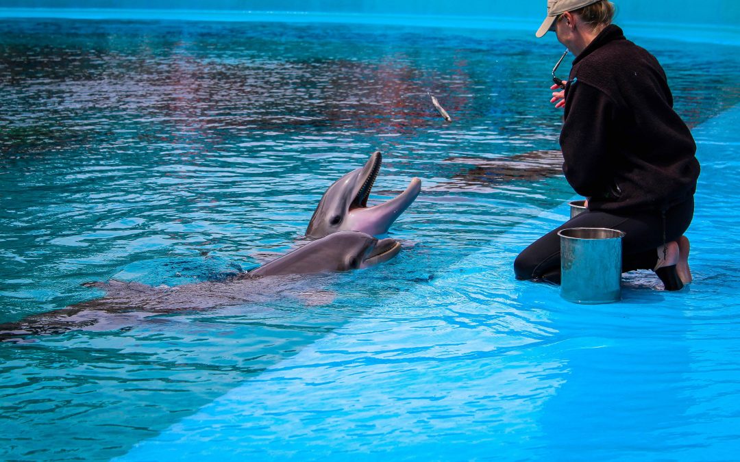 Ex Dolphin Trainer Jeff Ventre’s Wild Transformation: A Necrotic Tail and A Human Revelation