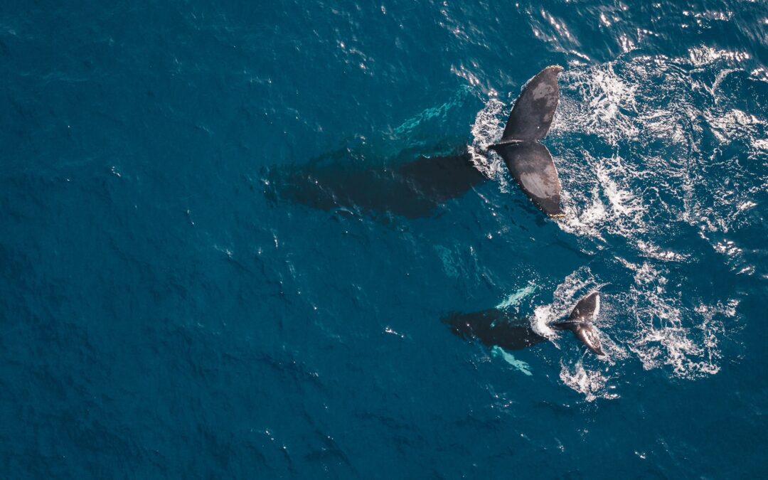 “The Ocean Is The Planet” – Capt. Paul Watson