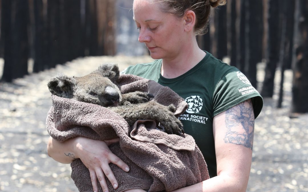 Through the eyes of a wildlife-rescue specialist: The Australia Fires with Kelly Donithan