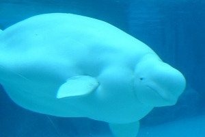 Aquariums & Marine Mammals