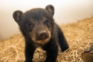 Keeping Bears Wild Initiative