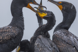 Great Lakes Cormorants (GLC) Project