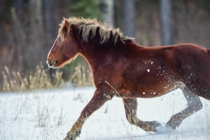 Protecting Alberta's Wild Horses