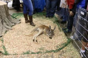 Mobile Zoos & Exotic Animal Expos