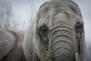 Bill S-15 to Protect Elephants & Great Apes in Canada