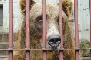 Wild Animals in Professional Zoos