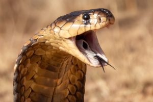 Exotic Wild Animal Pet Trade & Keeping