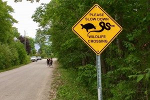 Other Wildlife Work (Canadian & International)