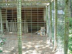Roadside-zoo-1