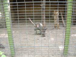 Roadside-zoo-2