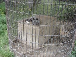 Roadside-zoo-5-scaled