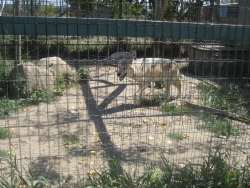 Roadside-zoo-7-berg