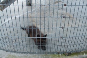 Wild Animals in Roadside Zoos