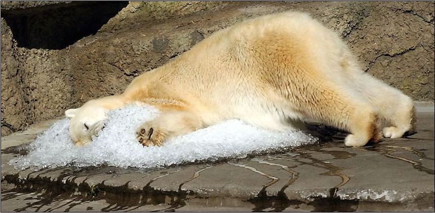 polar bear with ice in zoo